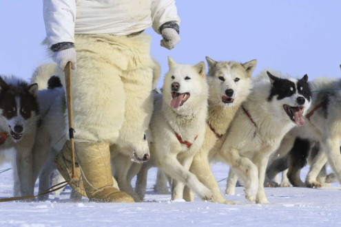 The Inuit culture of Greenland depends on the presence of polar ice.  