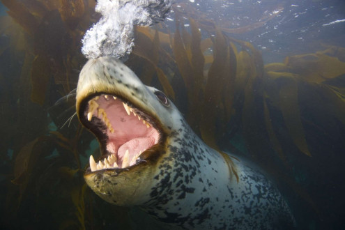 This playful leopard seal tried to sneak up on me and blow bubbles in my face.