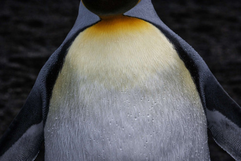 Oil on the fur of king penguin protects its feathers from the water.