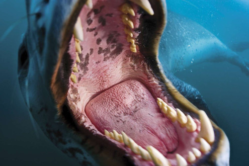 A huge female leopard seal tests my nerves by doing wide open mouth lunges.
