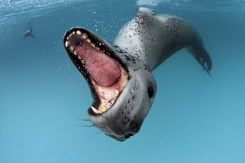 Initially, I thought that this leopard seal was heading for me. I soon realized that another leopard seal had snuck up behind me. She chased it away, took its penguin and offered the penguin to me.