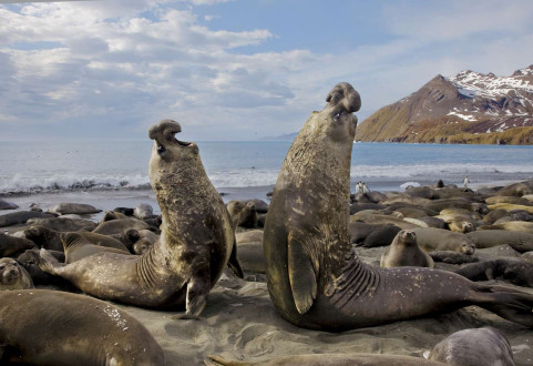 Elephant seal bulls in their prime battle for the right to breed.