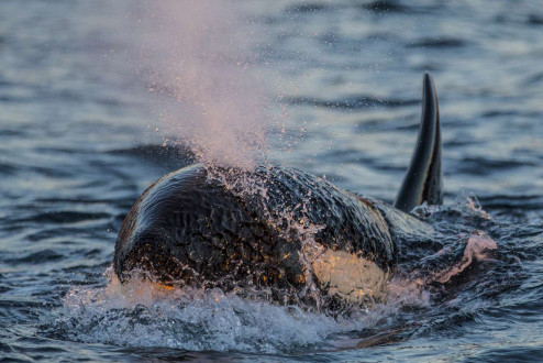 A lone orca male takes a quick breath before returning to the herring feeding frenzy below.