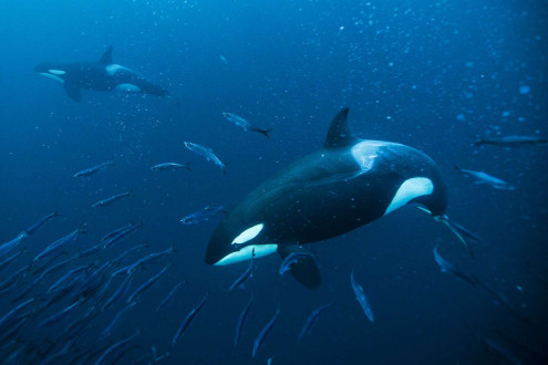Orcas chase a bait ball of herring in Norway.