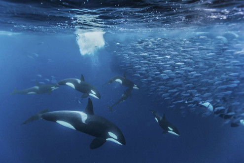 A large group of orcas working as a cohesive family unit, steering, corralling and directing a school of herring in order to feed.