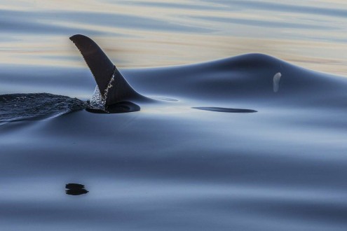 An orca moments before it break the surface.