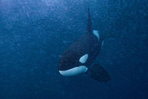 As a wave breaks, releasing its energy into a foam pile on the open sea, a large male orca appears out of the bubbles.