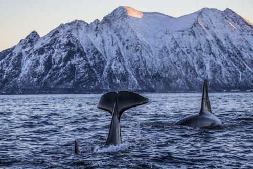 As quickly as they appeared, they were gone back into the inky black waters of Norway.