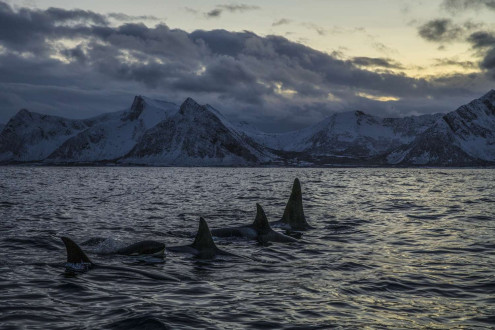 Orcas come to the fjords surrounding Lofoten in Norway, to feed on the abundant herring.