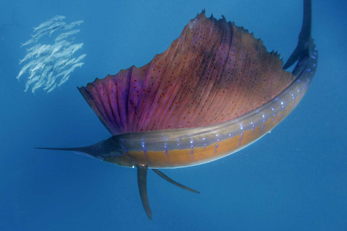 With its sail raised, a sailfish preps to attack a school of sardines. 