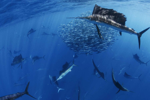 Huge schools of sailfish work in unison to control sardine bait balls.