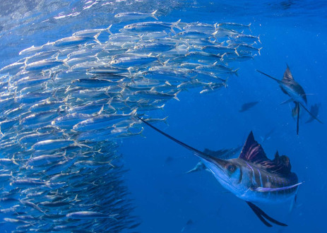 A sailfish flashes a fluorescent blue colour as it drives into a large bait ball.