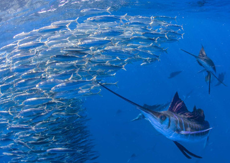 A sailfish flashes a fluorescent blue colour as it drives into a large bait ball.    