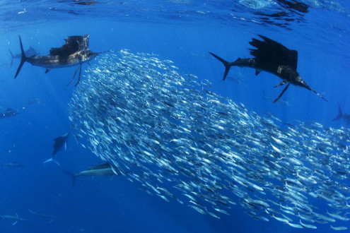 Sardines make a quick escape when an opening emerges.