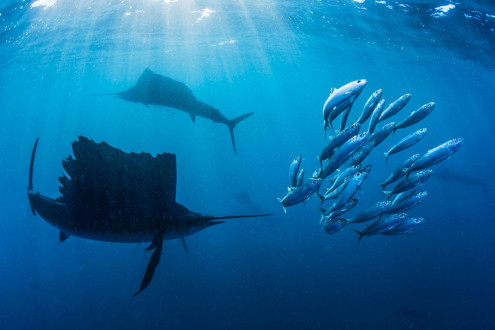 Two sailfish slowly work a tired bait ball, exhausting it before trying to pick off the sardines, one by one.  