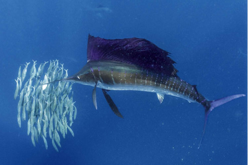 A sailfish flashes iridescent blue and purple colours, about to dash into the bait ball to feed. 