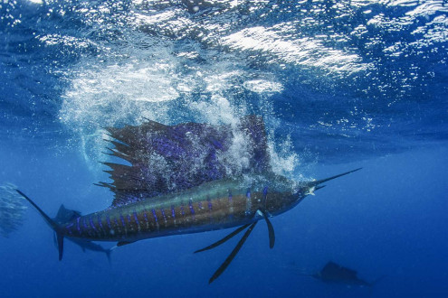 In full display, flashing maximum colour, a sailfish lands back in the water with a sardine in its mouth after fully breaching. 