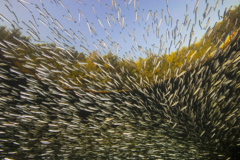 During Autumn, young Pacific Herring gather in a bay to rest from the strong currents at Gods Pocket Resort.    This area, off the North end of Vancouver Island has some of the strongest currents in the world, with speeds up to 25 kilometres per hour.