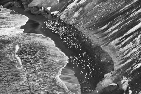 Gentoo and Chinstrap Penguins at the South Shetlands. Adelaie Penguins at Brown Bluff.