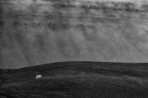 A young polar bear walks across Somerset Island in search of sea ice.