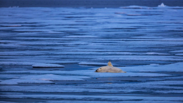 A mother polar bear waits for a chance to catch a seal.