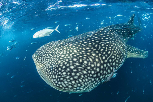 Fish cluster around a whale shark, using it as shelter from predators.