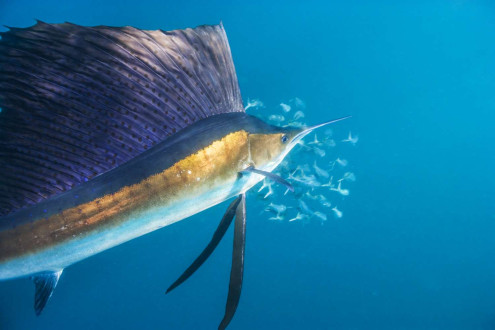 Sailfish, ambassadors of the high seas, are threatened like so much else in the oceans of the world. 