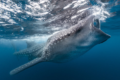A whale shark swims near the surface of crystal clear waters to feed on plankton and little tunny eggs that float just below.