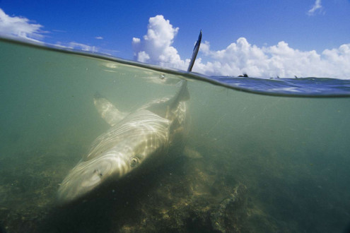 A grey reef shark snared in local fisherman's net.