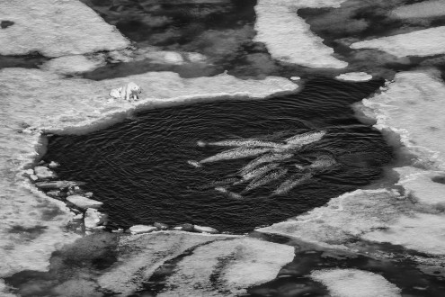 As the spring ice pack recedes, narwhals surface between narrow cracks and holes as they migrate and feed on polar cod. 