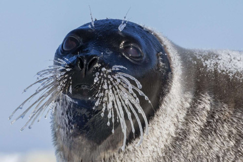 A mother harp seal's whiskers ice up in a cold polar wind after exiting the sea.