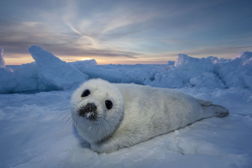 A newborn harp seal pup waits patiently for its mother to return from the sea so it can nurse on her rich milk.