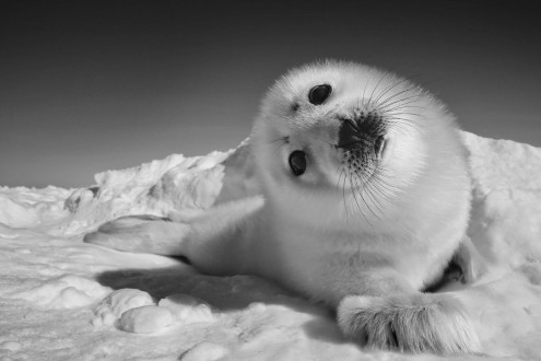 The heart-melting gaze of a curious harp seal pup.