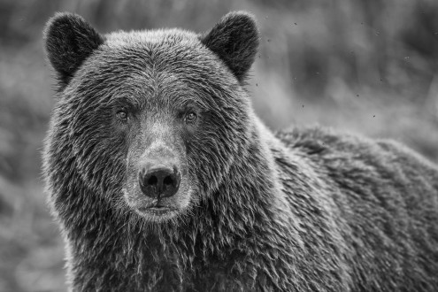 Always on the lookout, a mother bear is constantly scanning in the interest and safety of her cubs. 