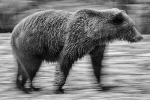 A bear, indifferent to my presence, traverses the river's edge. 