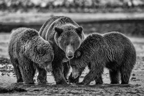 Cubs feed on salmon worry-free as their mother keeps order on the river's edge. 