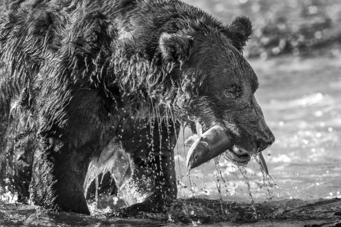A dominant male Kodiak bear gorges on salmon before the winter denning season.