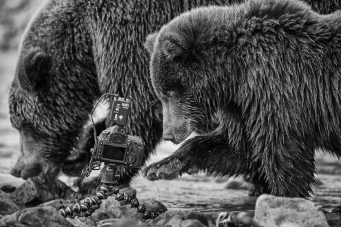 A grizzly bear cub plays with a remote camera while mom eats a salmon.