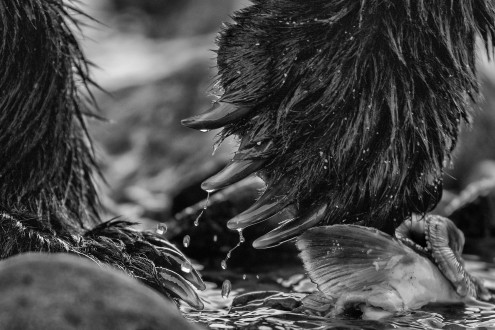 A grizzly bear uses his long claws to pick at the best bits of pink salmon. 