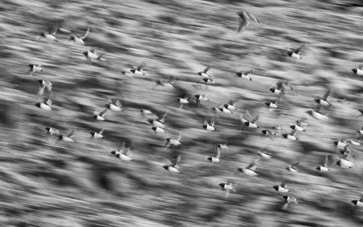 Dovekies return to their colony with copepods to feed to their young chicks.