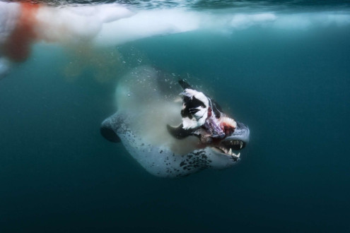 A leopard seal feeds on a penguin chick.