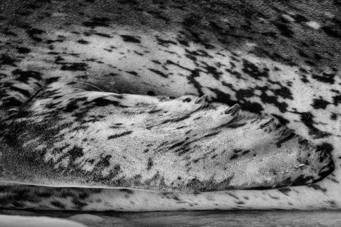 A leopard seal flipper. 