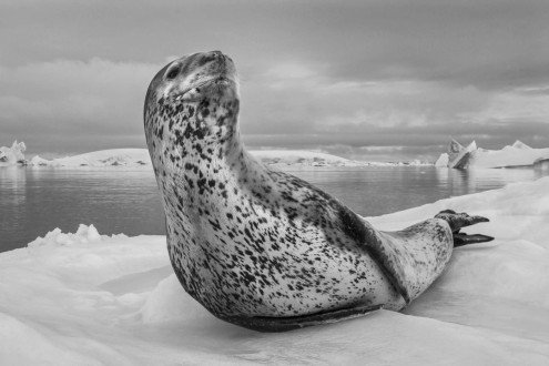 A leopard seal drifts on sea ice.