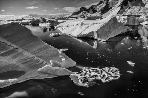 Crabeater seals sun themselves on a pan of sea ice between feeding sessions.