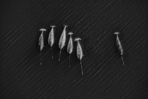 Narwhals travel towards the ice edge to feast on the ocean's bounty of polar cod.
