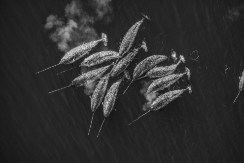 A group of male narwhals with large tusks gather in Lancaster Sound.