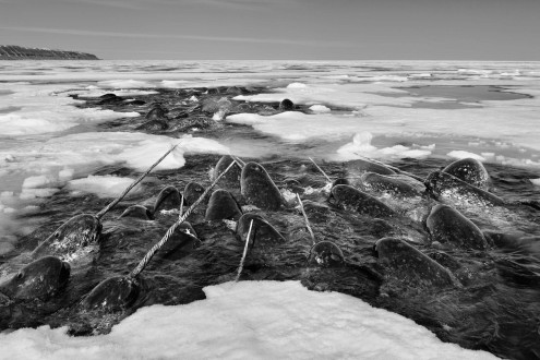 Narwhals rest their tusks on one another's backs between feeding sessions.