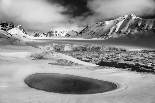 Walrus on sea ice and birds in Bellsund. The biggest walrus I have ever seen. Tusks were over two feet.
bearded seal shot at julibreen and pbear at magdalena fiord