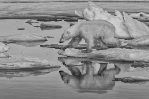 Every year the sea ice forms later in the fall and melts earlier in the spring, leaving bears stranded on land for longer periods of time.