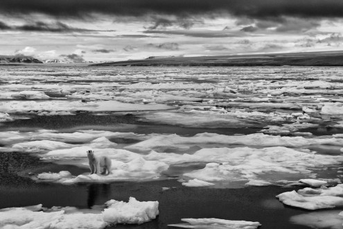 Polar bears have keen senses, always listening, smelling and keeping an eye out for acute changes in their environment.
